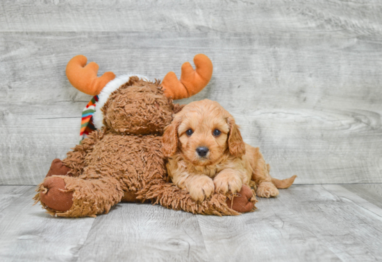 Cavapoo Puppy for Adoption