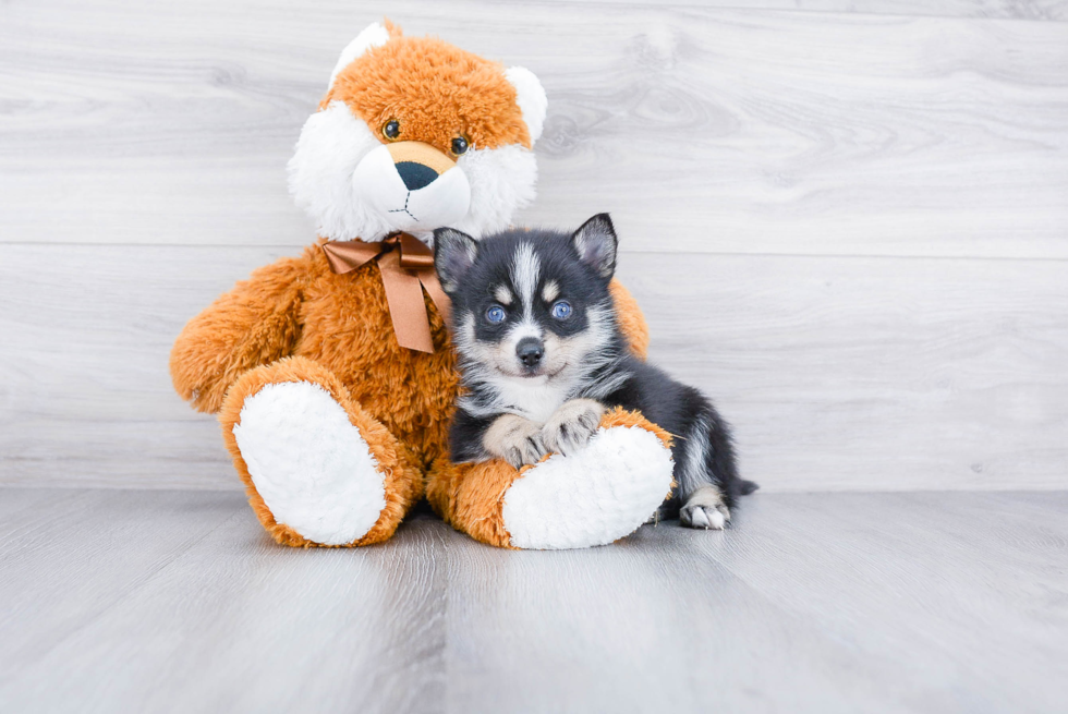 Smart Pomsky Designer Pup