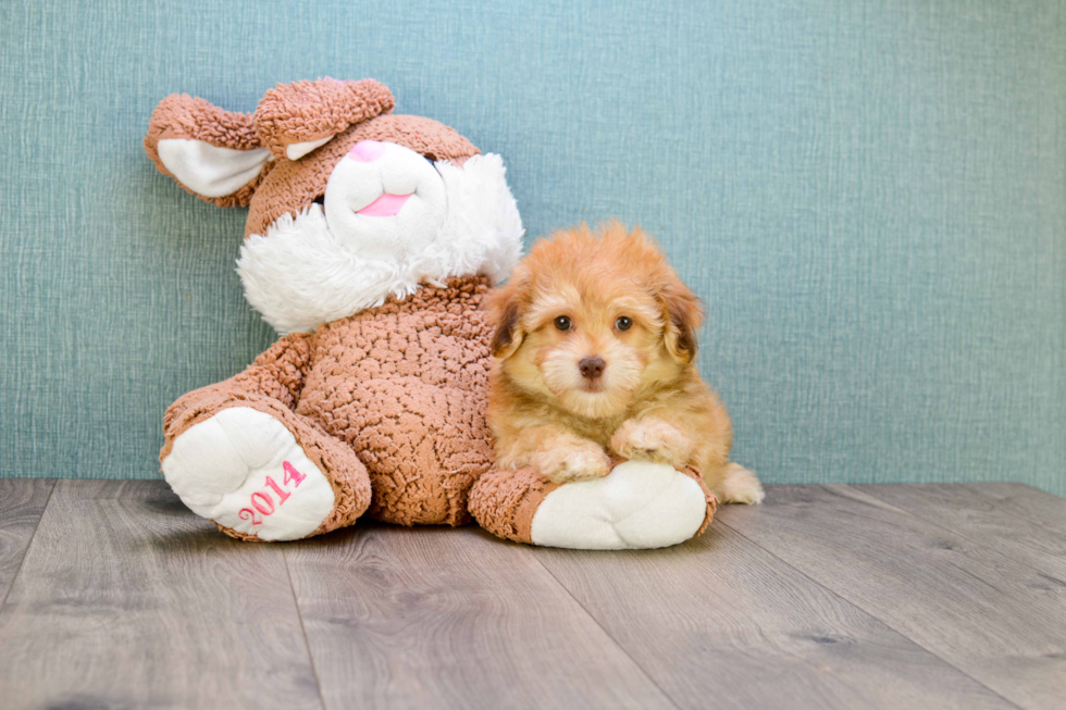 Best Havanese Baby