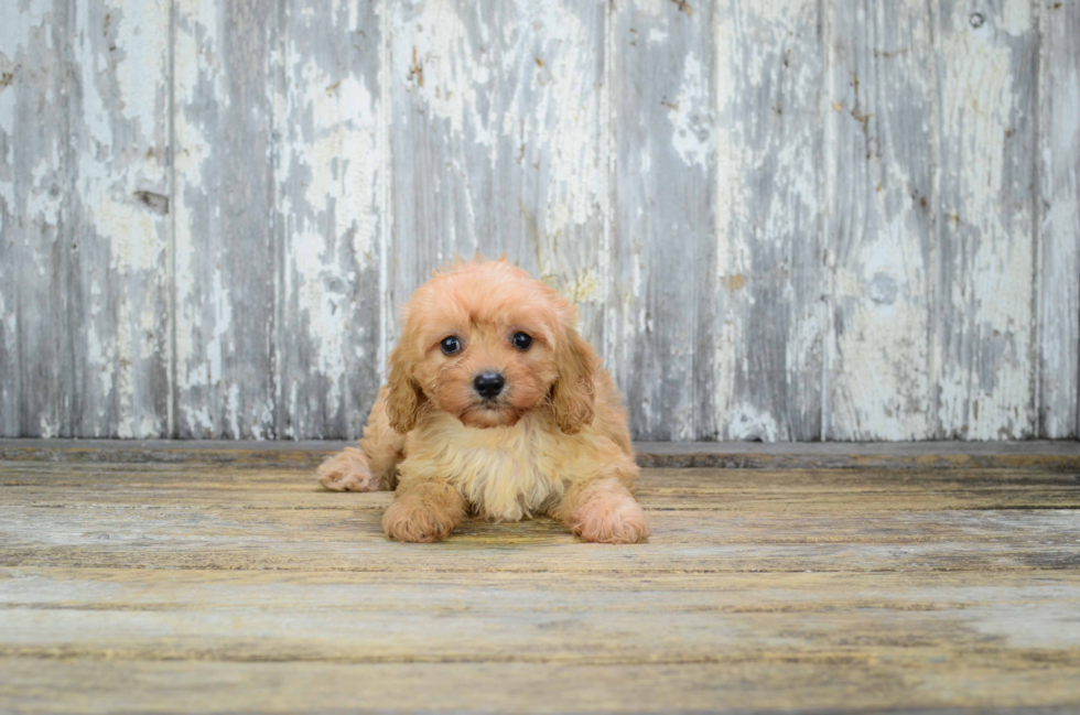 Best Cavapoo Baby