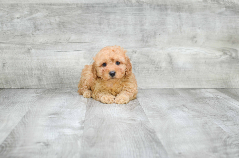 Best Cavapoo Baby