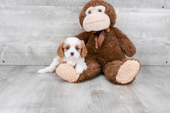 Best Cavalier King Charles Spaniel Baby