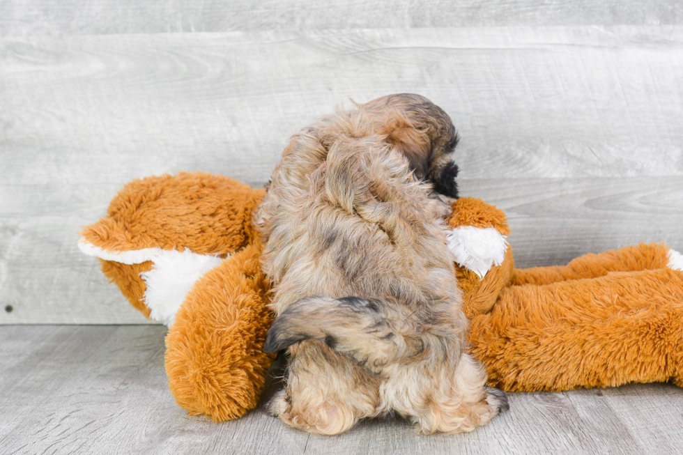 Teddy Bear Pup Being Cute