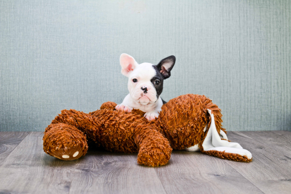 Popular French Bulldog Purebred Pup