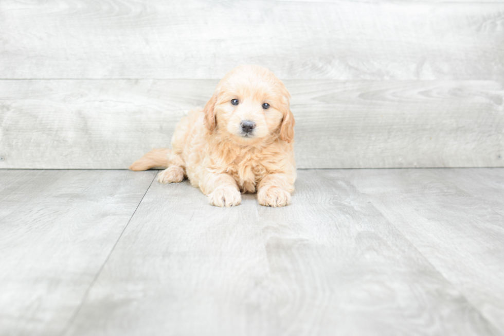 Funny Mini Goldendoodle Poodle Mix Pup