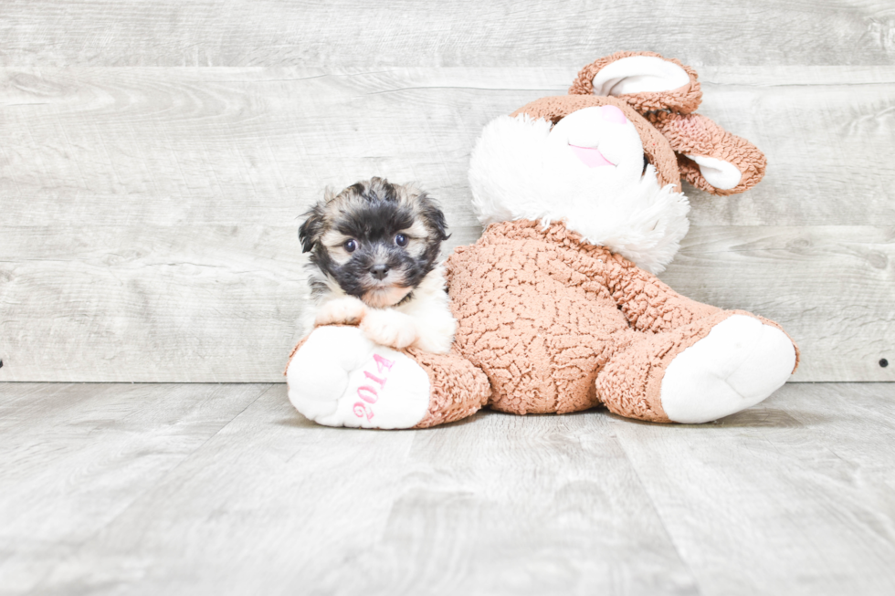 Best Havanese Baby