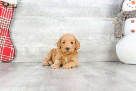 Hypoallergenic Golden Retriever Poodle Mix Puppy