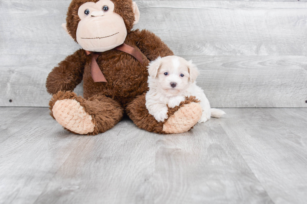 Maltipoo Pup Being Cute