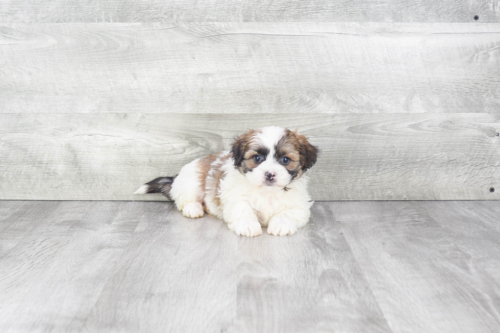 Friendly Teddy Bear Baby