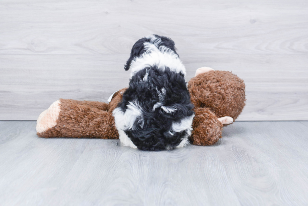 Mini Bernedoodle Pup Being Cute