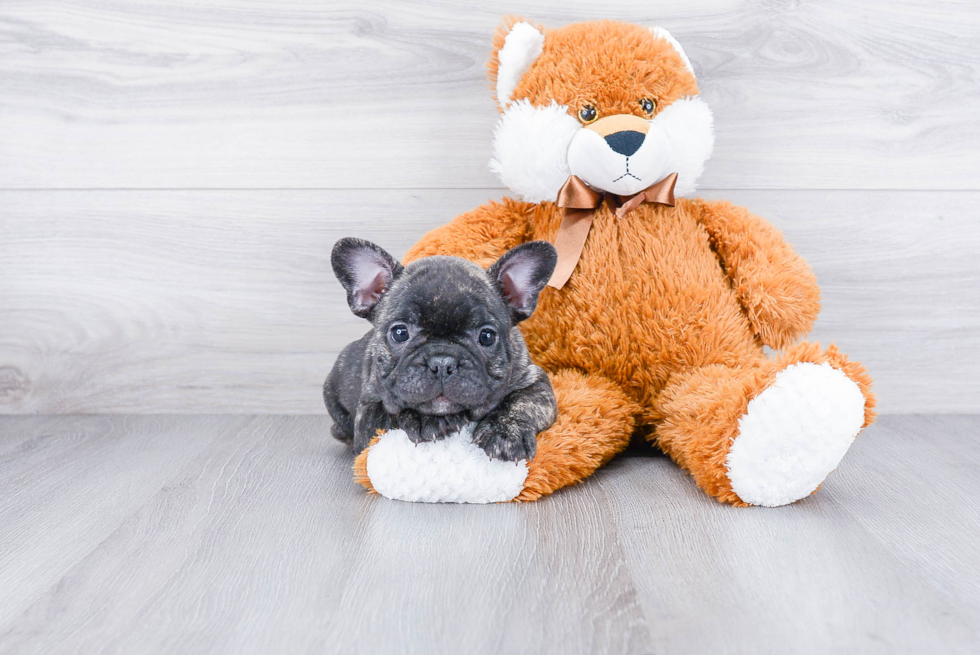 French Bulldog Pup Being Cute