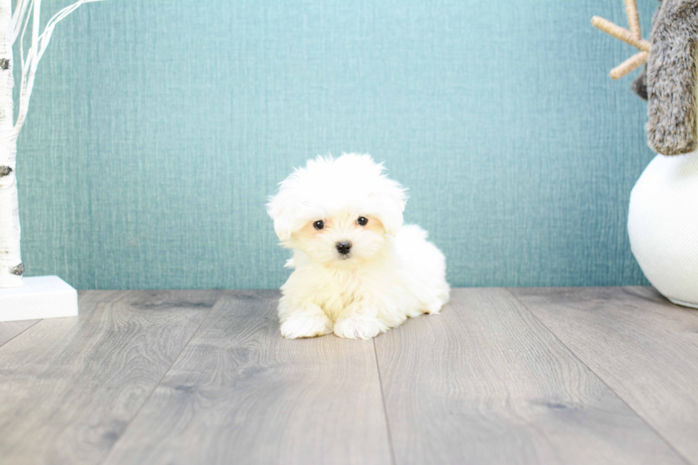 Maltese Pup Being Cute