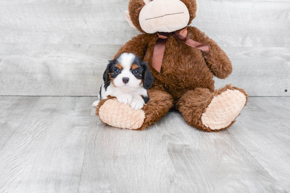 Best Cavalier King Charles Spaniel Baby