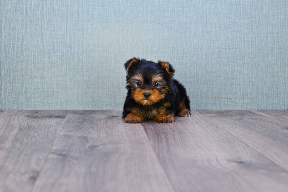 Meet Trigger - our Yorkshire Terrier Puppy Photo 