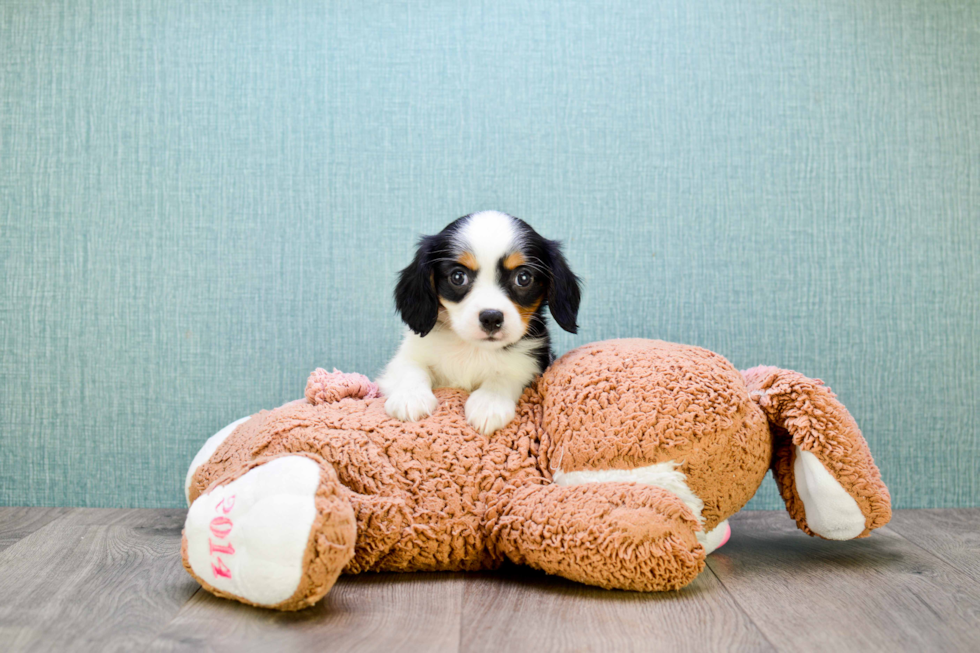 Cavachon Pup Being Cute