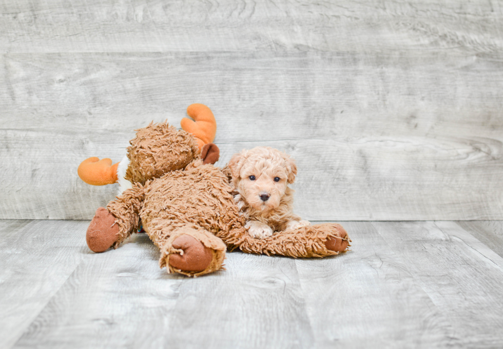 Best Maltipoo Baby