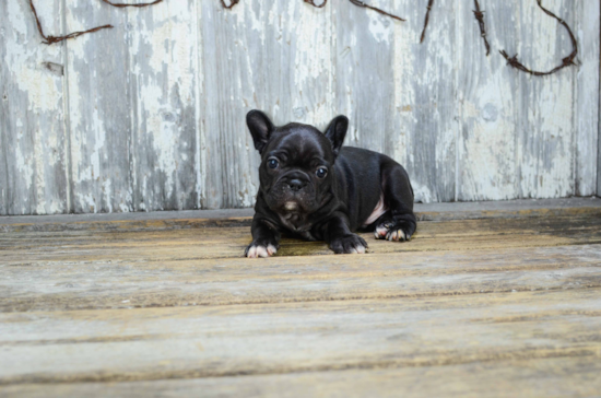 Petite Frenchie Purebred Puppy