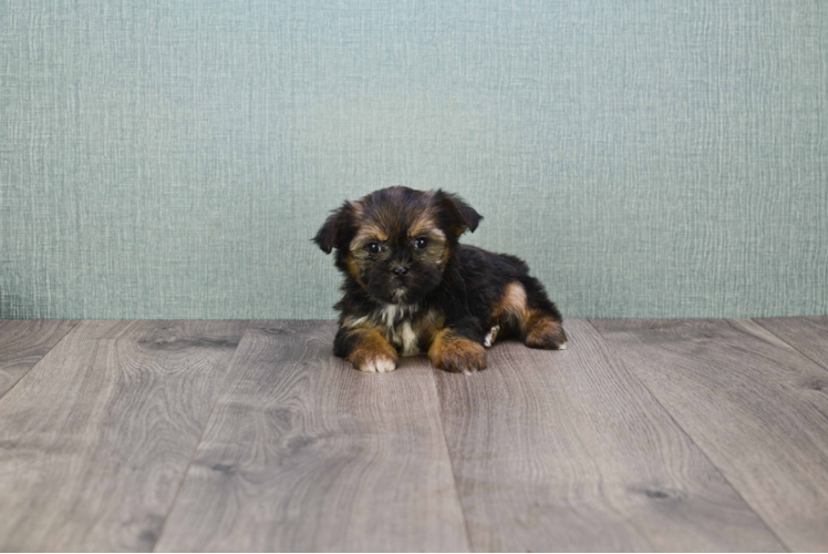 Shorkie Puppy for Adoption