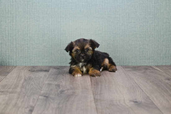 Shorkie Puppy for Adoption