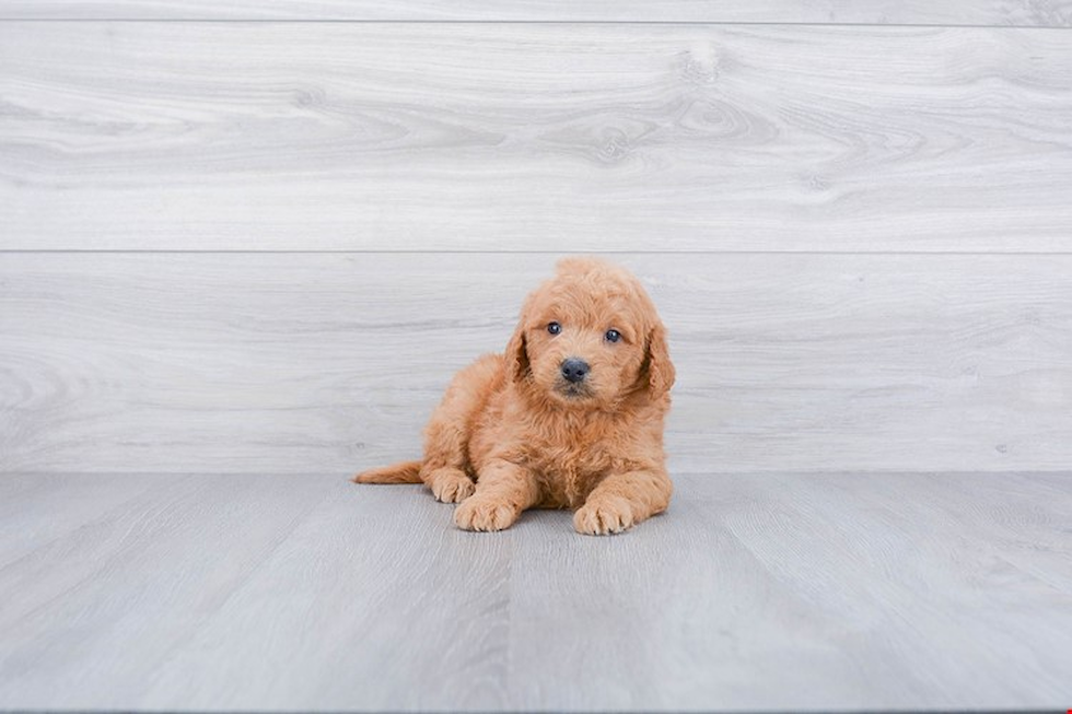 Little Golden Retriever Poodle Mix Puppy