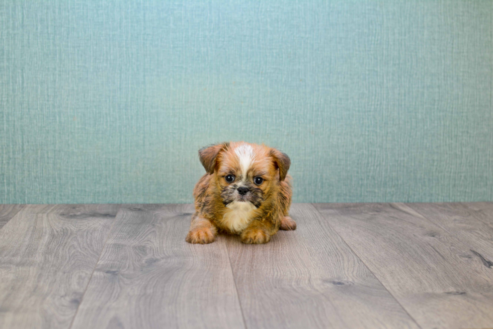 Cute Brussels Griffon Baby