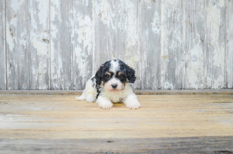 Cavachon Pup Being Cute