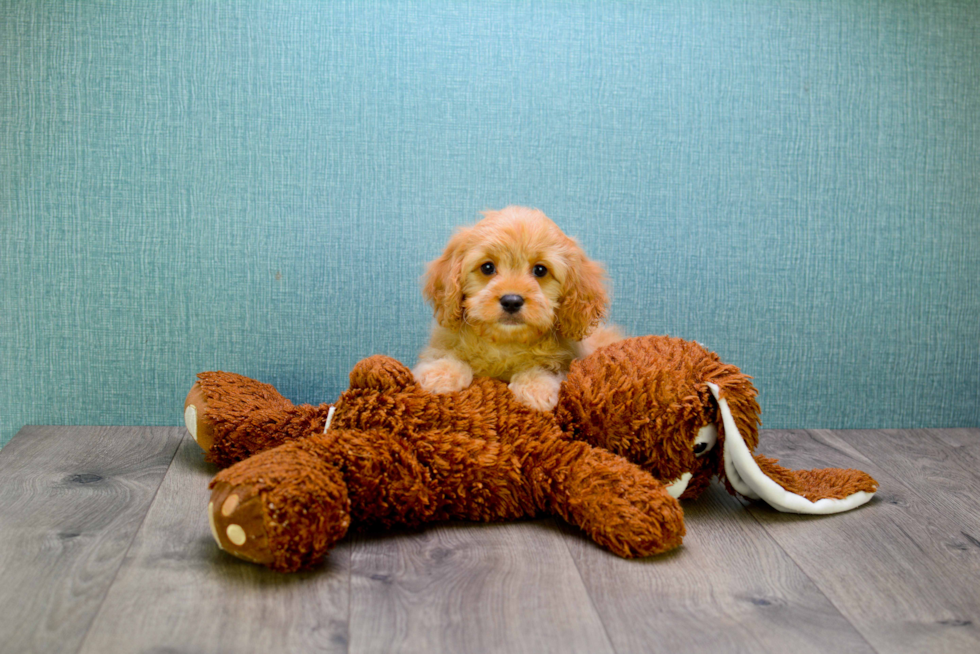 Small Cavapoo Baby