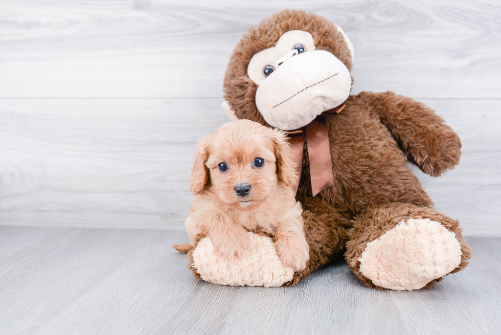 Funny Cavapoo Poodle Mix Pup