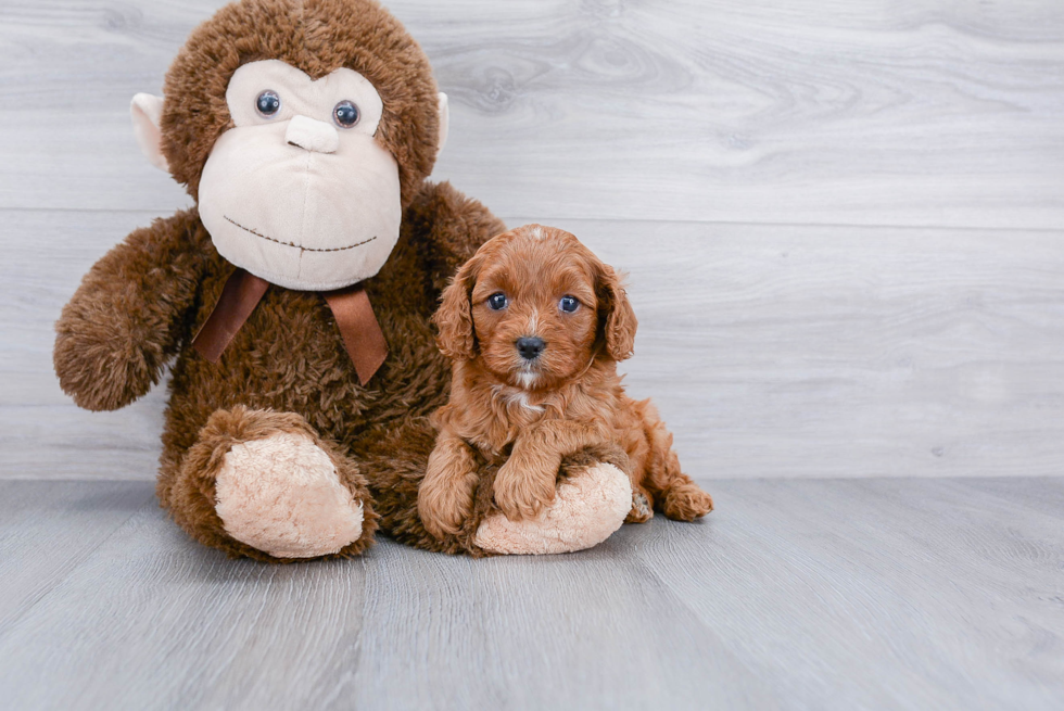 Small Cavapoo Baby