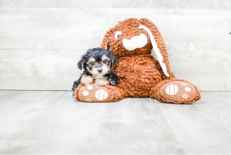 Energetic Yorkie Designer Puppy