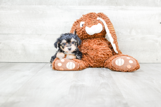 Energetic Yorkie Designer Puppy