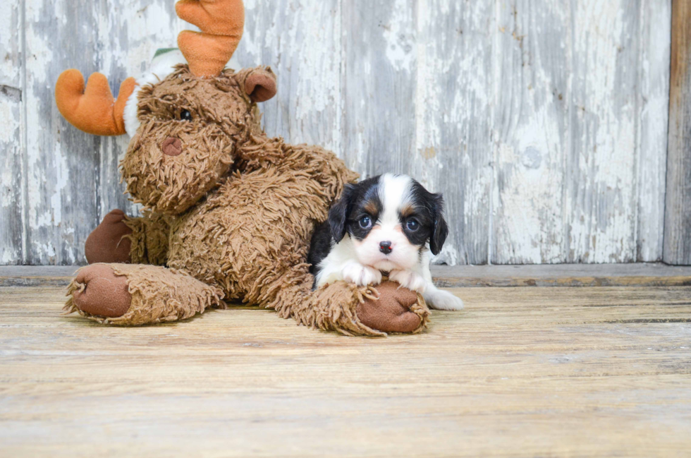 Adorable Cavalier King Charles Spaniel Purebred Puppy