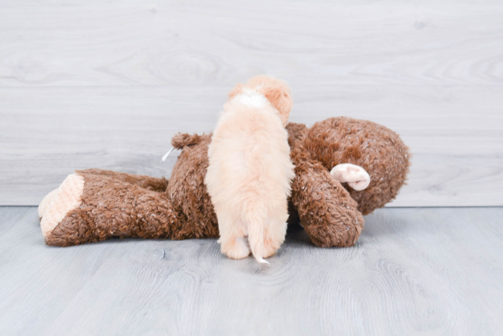 Best Cavachon Baby