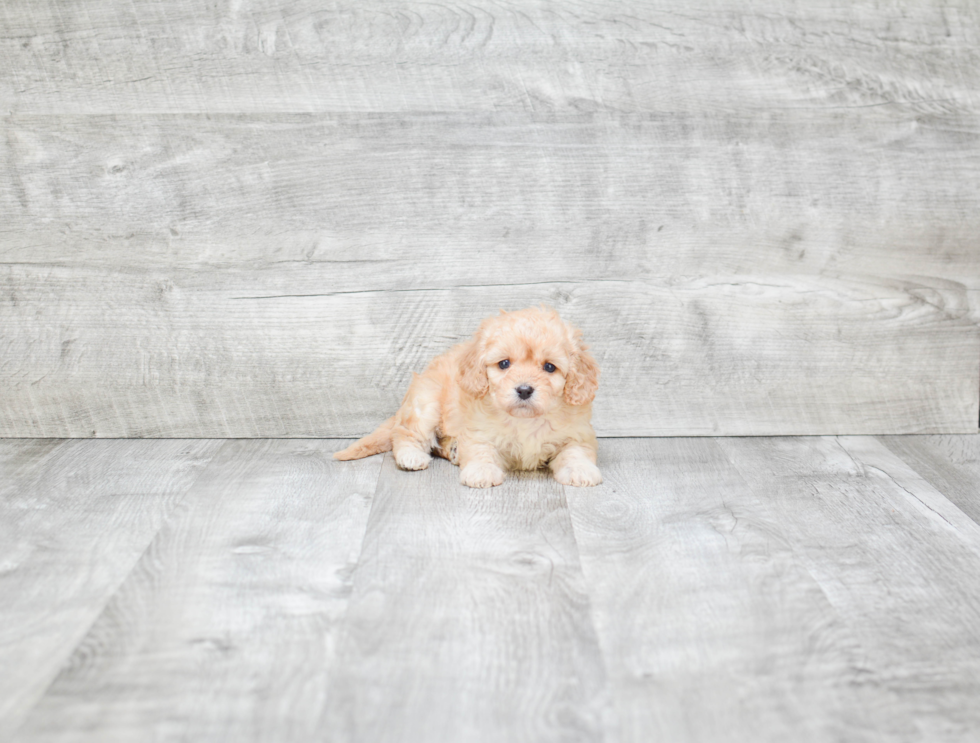 Best Cavapoo Baby