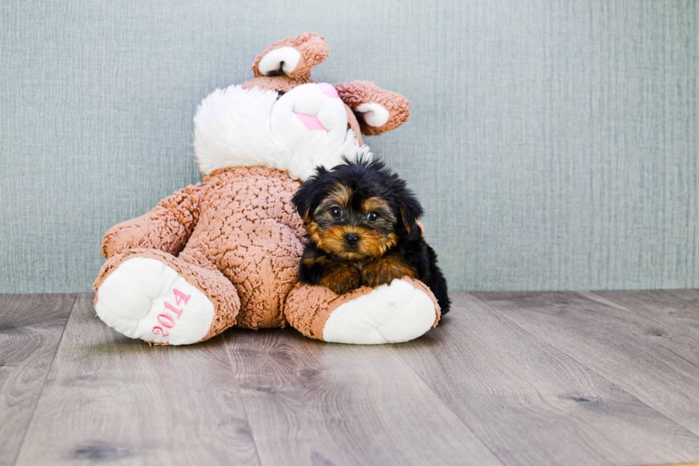 Meet Beckham - our Yorkshire Terrier Puppy Photo 