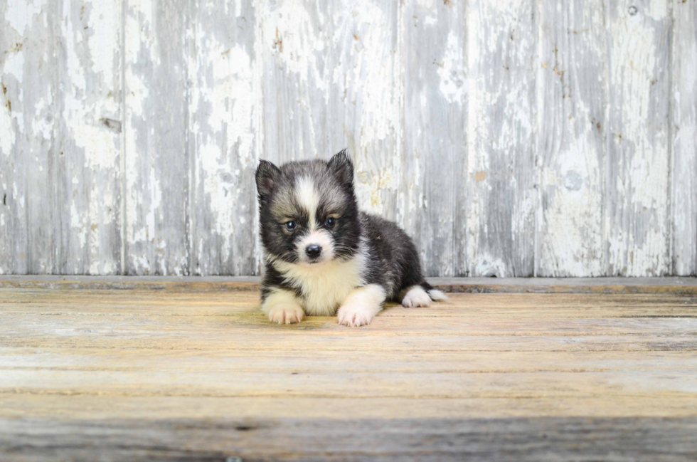 Best Pomsky Baby