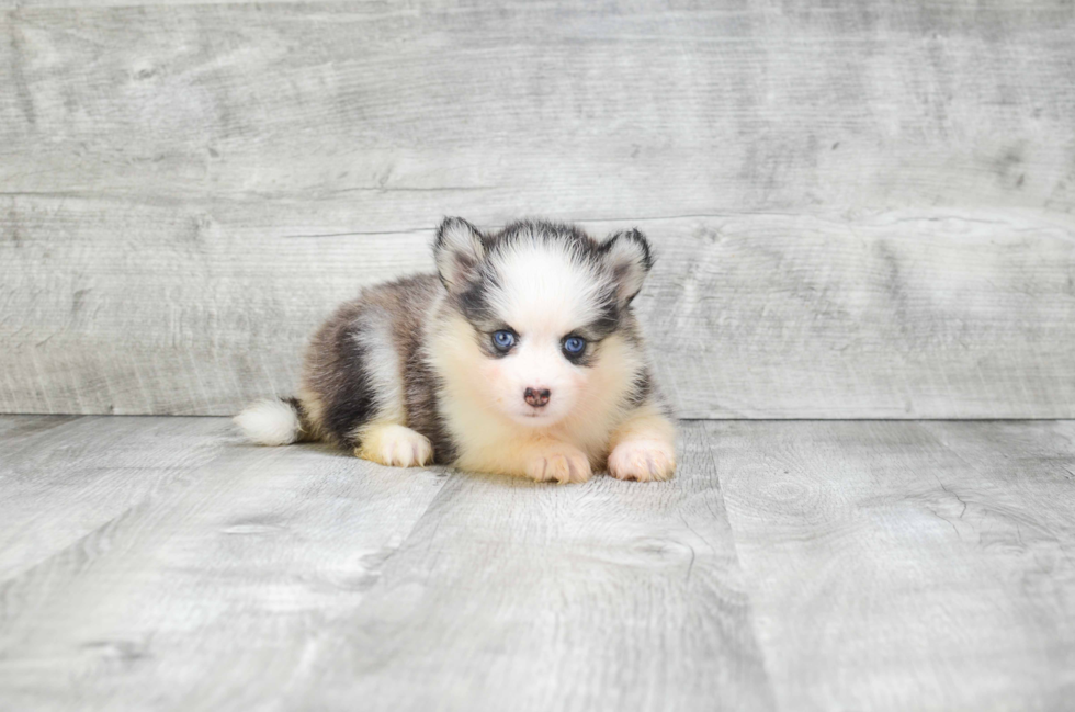 Pomsky Pup Being Cute