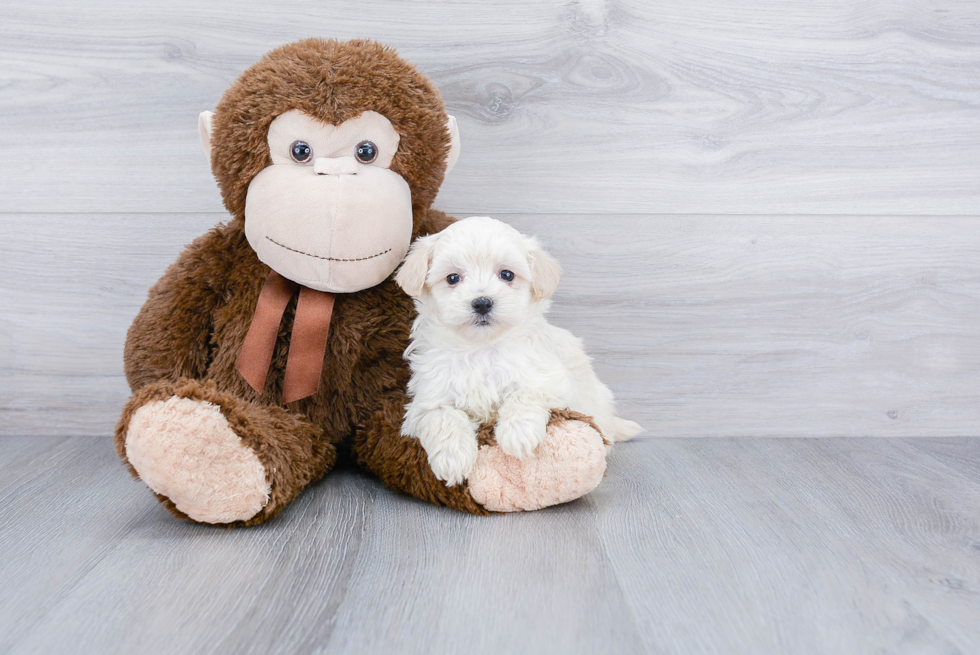 Energetic Maltepoo Poodle Mix Puppy