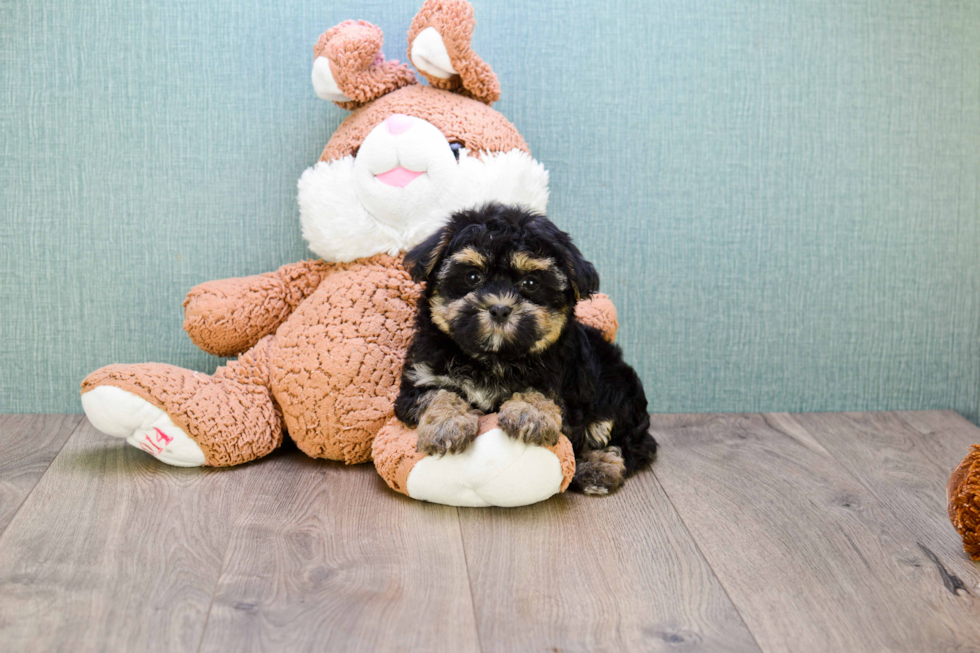 Havanese Puppy for Adoption