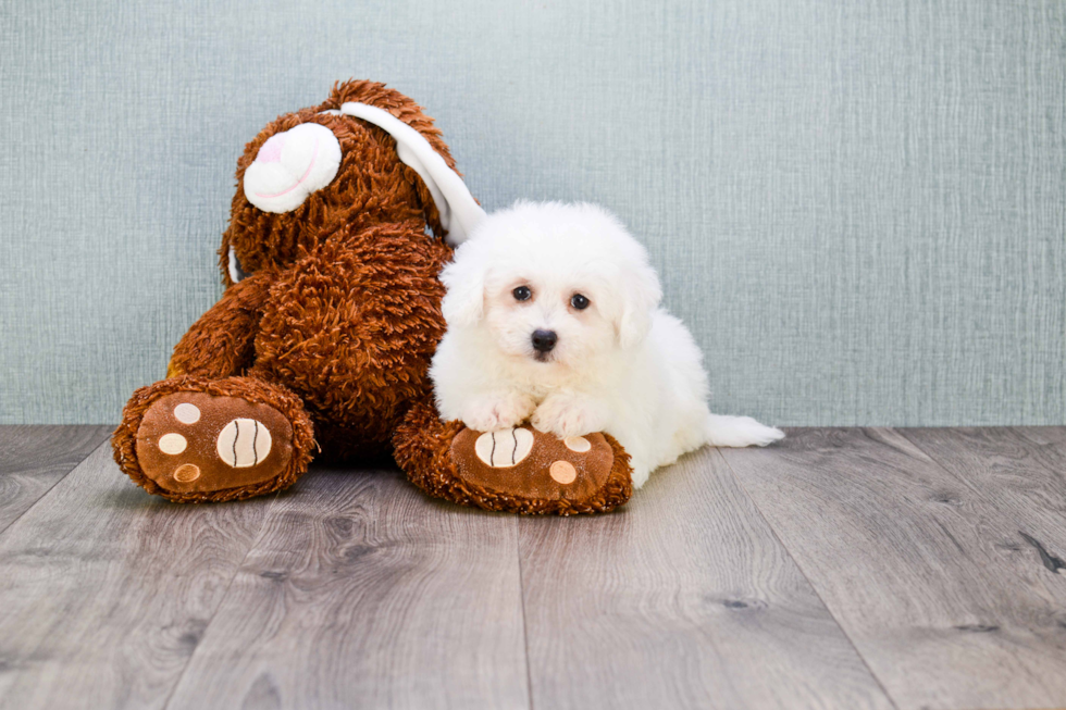 Fluffy Bichon Frise Purebred Puppy