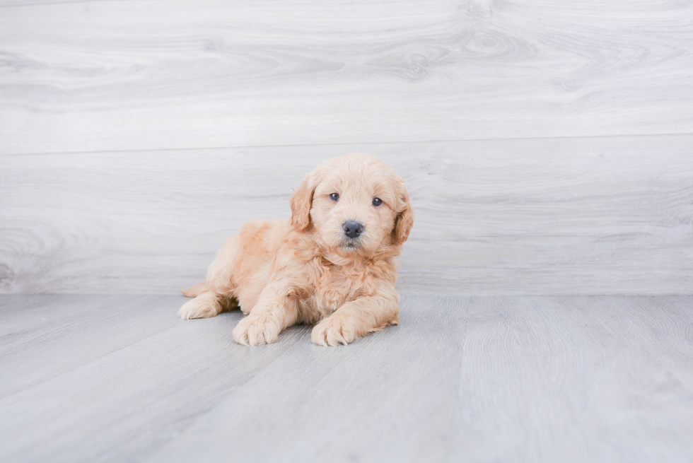 Best Mini Goldendoodle Baby