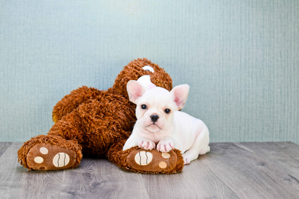 Petite Frenchie Purebred Puppy