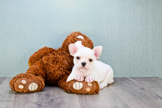 Petite Frenchie Purebred Puppy