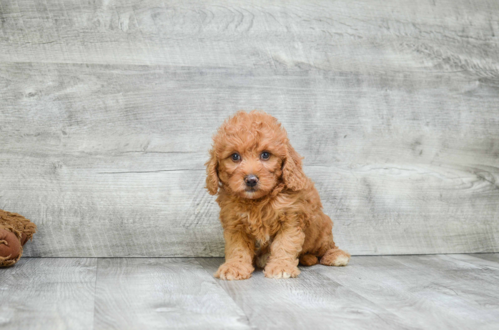 Mini Goldendoodle Puppy for Adoption