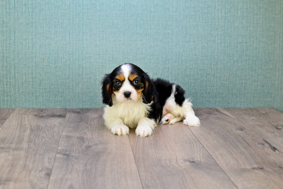 Friendly Cavalier King Charles Spaniel Purebred Pup