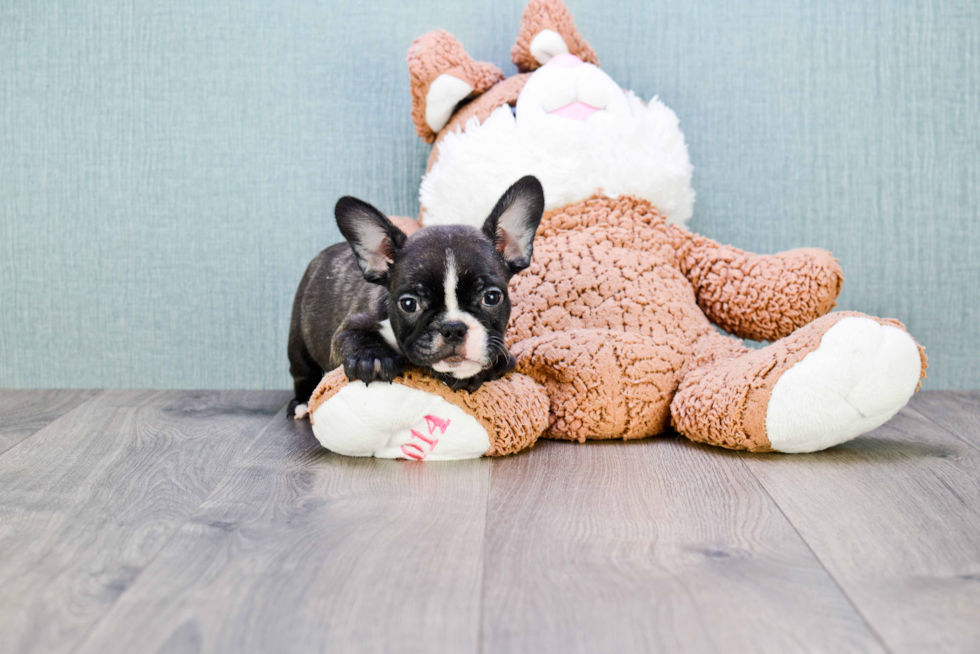 Funny French Bulldog Baby