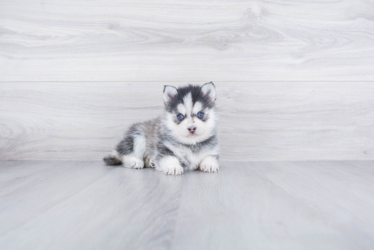 Popular Pomsky Designer Pup