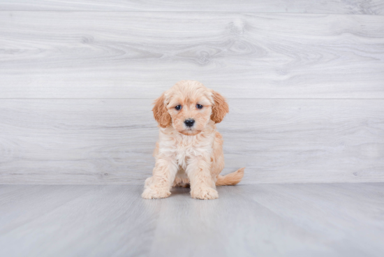 Mini Goldendoodle Pup Being Cute