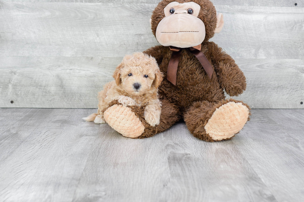 Maltipoo Pup Being Cute