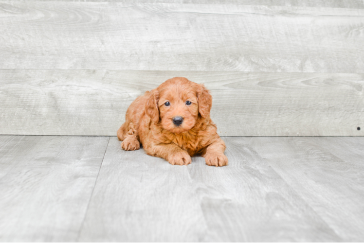 Mini Goldendoodle Pup Being Cute